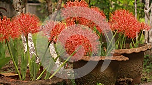 Scadoxus multiflorus or blood lily in bangladesh botanical garden from nh mahfuz photography