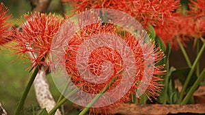 Scadoxus multiflorus or blood lily in bangladesh botanical garden from nh mahfuz photography