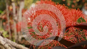 Scadoxus multiflorus or blood lily in bangladesh botanical garden from nh mahfuz photography