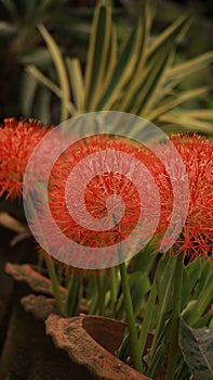 Scadoxus multiflorus or blood lily in bangladesh botanical garden from nh mahfuz photography