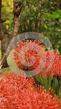 Scadoxus multiflorus or blood lily in bangladesh botanical garden from nh mahfuz photography