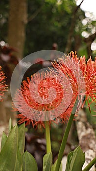 Scadoxus multiflorus or blood lily in bangladesh botanical garden from nh mahfuz photography