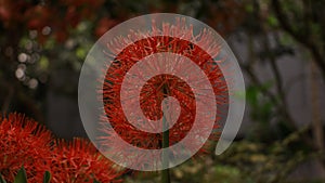 Scadoxus multiflorus or blood lily in bangladesh botanical garden from nh mahfuz photography