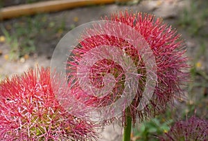 Scadoxus Multiflorus Fire Ball Lily or  Football Lily Flower