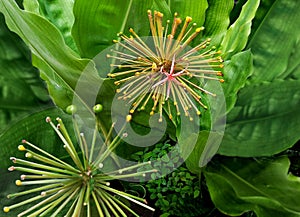 scadoxus multiflorus flower