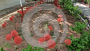 Scadoxus multiflorus flowers in a farm