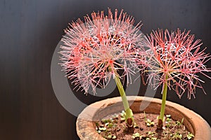 Scadoxus multiflorus grown in a pot