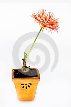 Scadoxus multiflorus in the pot isolated on white background.