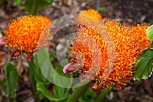 Scadoxus puniceus orange blood lily flower. Paintbrush lilium