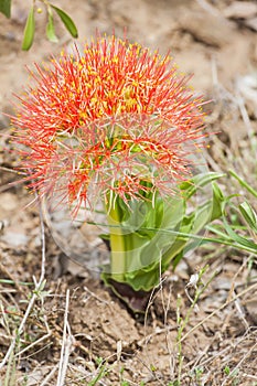 Scadoxus puniceus