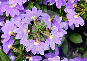 Scaevola aemula Aussie Crawl, Fan Flower