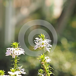 Scaevola aemula, blue fairy fan flower blooming in garden on blurred of nature background, Family Goodeniaceae plant