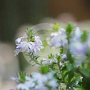 Scaevola aemula, blue fairy fan flower blooming in garden on blurred of nature background, Family Goodeniaceae plant