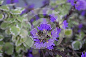 Scaevola aemula fairy fan-flower purple violet flowering ornamental plant, group of beautiful flowers in bloom