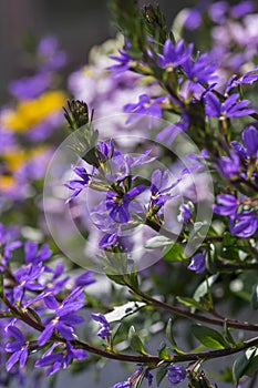 Scaevola aemula fairy fan-flower purple violet flowering ornamental plant, group of beautiful flowers in bloom