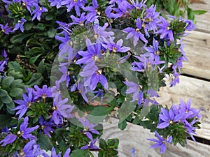 Scaevola aemula 'Top Pot Blue'