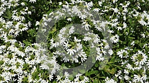 Scaevola albida or White Carpet