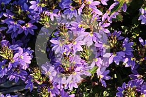 Scaevola Crassifolia Thick Leaved Fan Flower