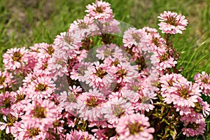 Scaevola pink flowers in countryside garden. Scaevola aemula blooming in sunny summer meadow. Biodiversity and landscaping garden