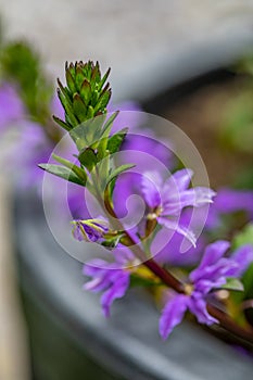 Scaevola saligna flower growing in meadow, macro