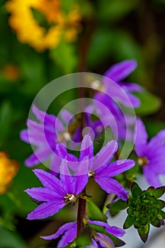 Scaevola saligna flower growing in meadow, macro