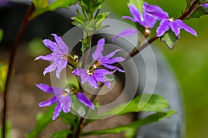 Scaevola saligna flower growing in meadow, macro