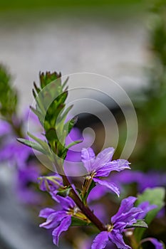 Scaevola saligna flower growing in meadow, macro