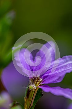 Scaevola saligna flower growing in meadow, macro