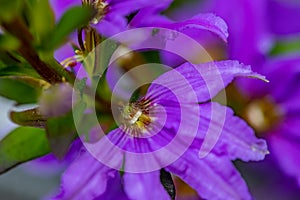 Scaevola saligna flower growing in meadow, macro