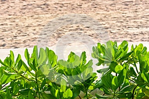 Scaevola Taccada Bushes Near the Beach