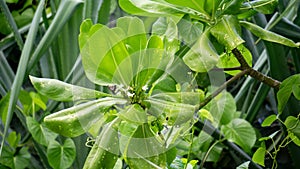 Scaevola taccada (gagabusan, kayu gabus, bunga separuh, beach cabbage, sea lettuce, or beach naupaka) photo