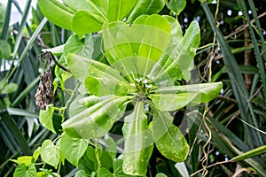 Scaevola taccada (gagabusan, kayu gabus, bunga separuh, beach cabbage, sea lettuce, or beach naupaka) photo