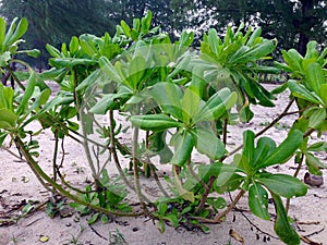 Scaevola taccada, Sea Lettuce