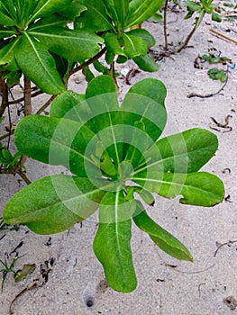 Scaevola taccada, Sea Lettuce