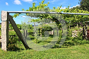 Scaffolded Albarino Grapevines in MeaÃ±o Spain