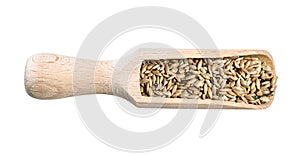 Scagliola canary seeds in wood scoop cutout photo