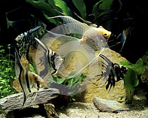 SCALAIRE pterophyllum scalare