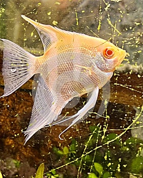 The scalar or angelfish is a species of freshwater fish belonging to the cichlid family.