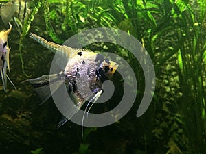 The Scalar fish in aquarium photo