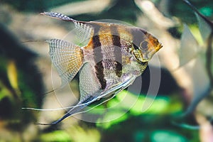 Scalar fish - side view photo