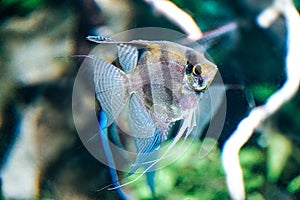 Scalar fish - side view
