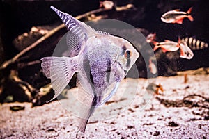Scalar fish - side view photo