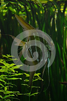 Scalar Pterophyllum altum in aquarium