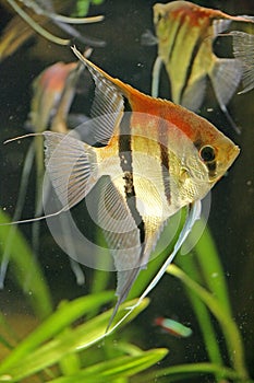 Scalare fish 4