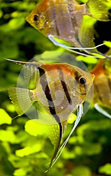 Scalare fish 5