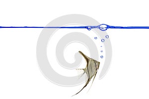 Scalare fish. Blue waterline. photo