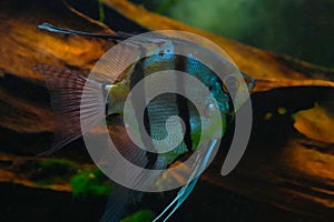 Scalaria or angel fish. Freshwater angelfish in aquarium.