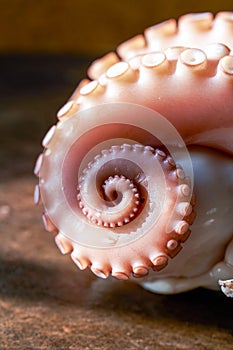 Scalded cooked big octopus, close-up of contracted octopus tentacles