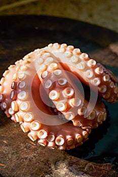 Scalded cooked big octopus, close-up of contracted octopus tentacles