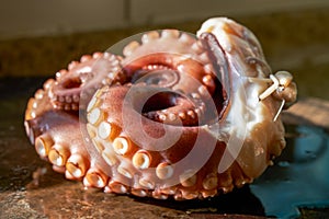 Scalded cooked big octopus, close-up of contracted octopus tentacles